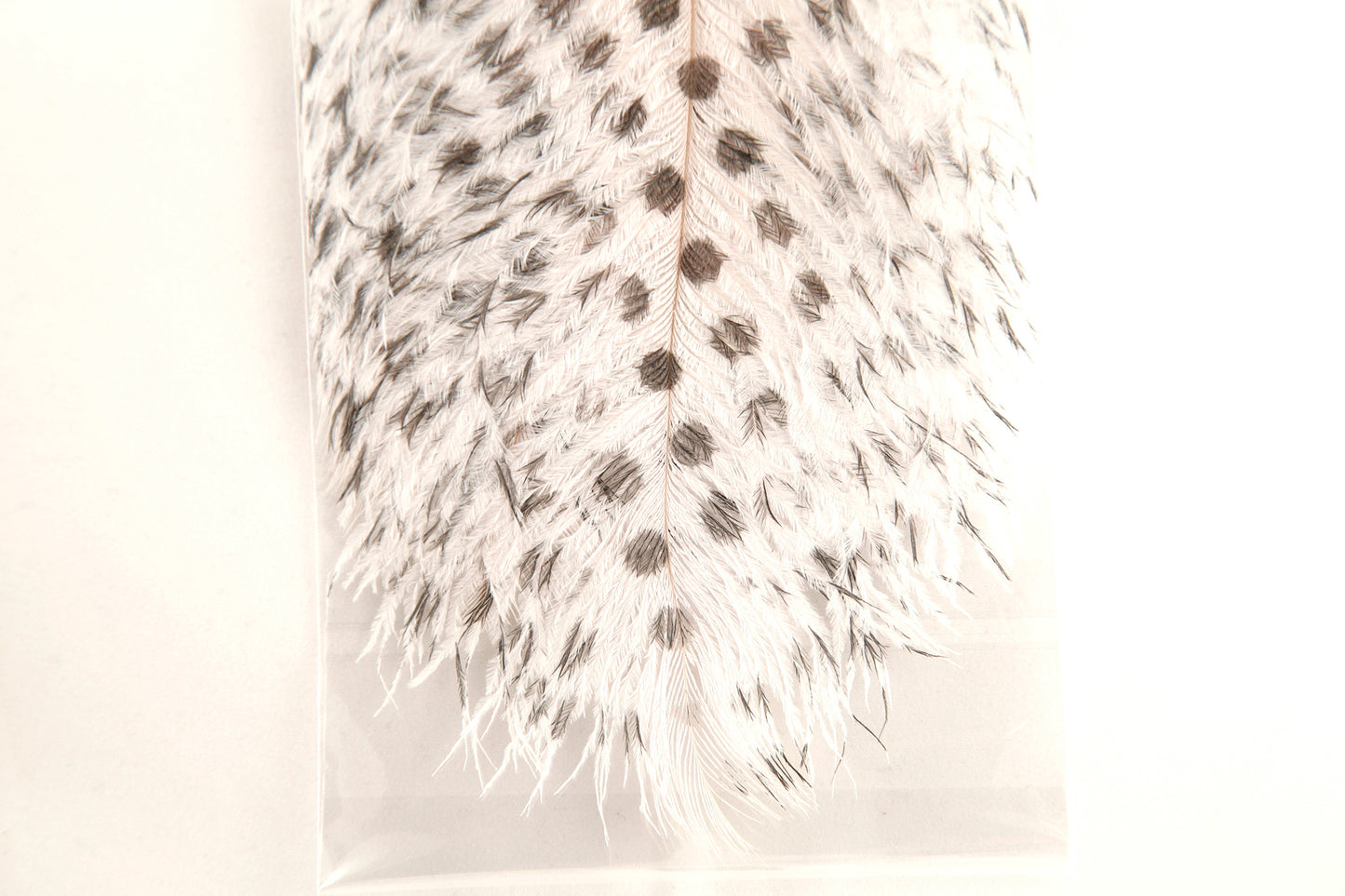 Signature Intruder Drabs- Dotted- 2 Pack