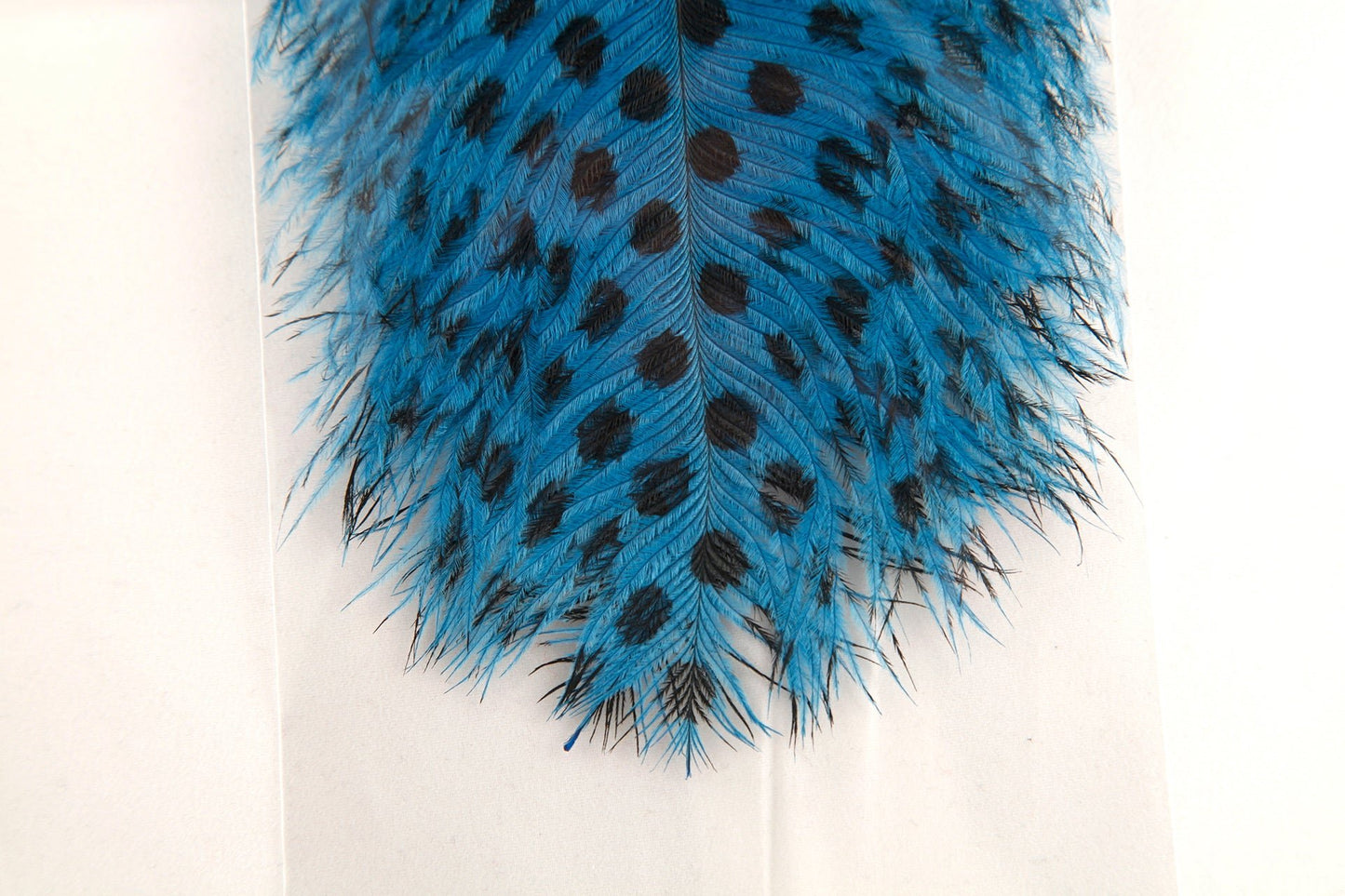 Signature Intruder Drabs- Dotted- 2 Pack