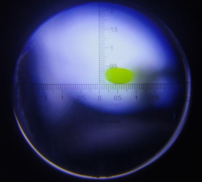 Oval Line